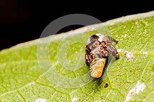 Jumping spider on green leaf