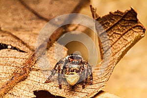 Jumping spider on green leaf