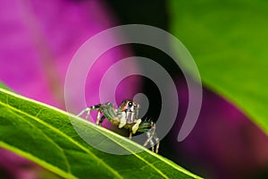 Jumping spider on green leaf