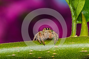 Jumping spider on green leaf