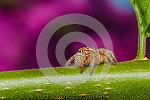 Jumping spider on green leaf