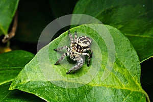 Jumping spider on green leaf
