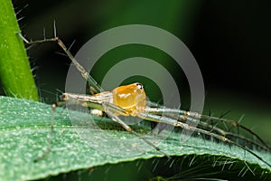 Jumping spider on green leaf