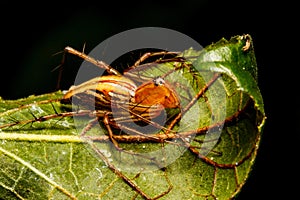 Jumping spider on green leaf