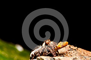 Jumping spider on green leaf