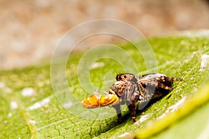 Jumping spider on green leaf