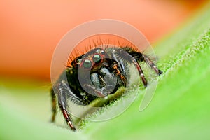 Jumping Spider on green leaf.