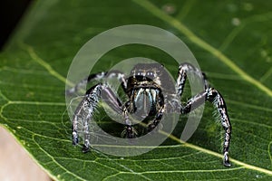 Jumping spider on a green leaf extreme close up