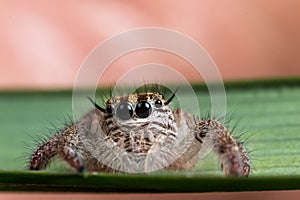 Jumping spider on a green leaf extreme close up , spider in thailand