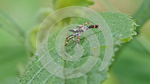 Jumping spider on green leaf in tropical rain forest.