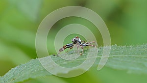 Jumping spider on green leaf in tropical rain forest.