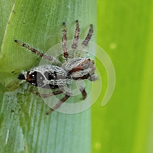 JUMPING SPIDER ON GREEN PLANT BACKGROUND