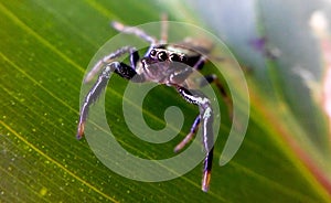 jumping spider on greenleaf