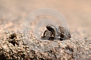 A jumping spider on a grey stone