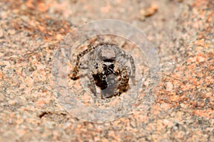 A jumping spider on a grey stone