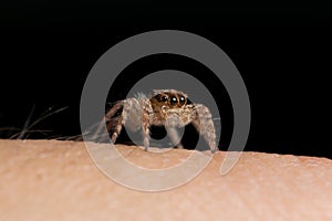 Jumping Spider on hand