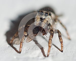 Jumping spider, Heliophanus Salticidae