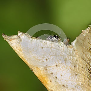 Jumping spider hiding behind dry leaf