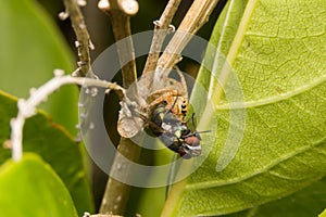 Jumping spider hunting fly