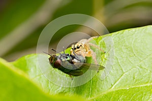 Jumping spider hunting fly