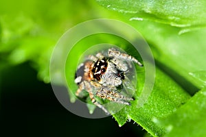 A jumping spider hunting for prey on a green background.
