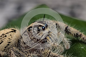 Jumping spider Hyllus on a green leaf, extreme close up