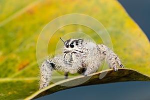 Jumping spider Hyllus on a yellow leaf, extreme close up