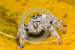 Jumping spider Hyllus on a yellow leaf, extreme close up