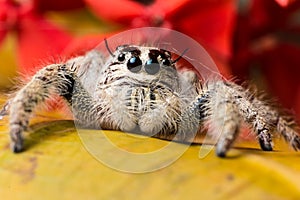 Jumping Spider Hyllus on a yellow leaf red flower background