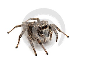 Jumping spider isolated over white