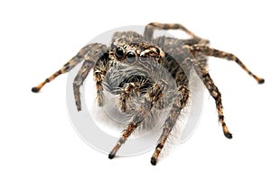 Jumping spider isolated over white