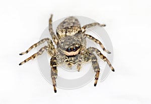 Jumping spider isolated on white