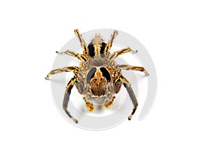 Jumping spider isolated on white background.