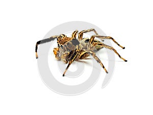 Jumping spider isolated on white background.