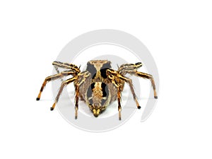 Jumping spider isolated on white background.