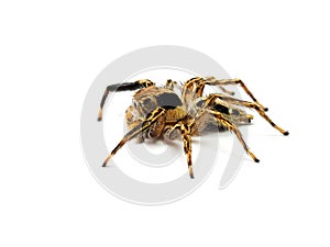 Jumping spider isolated on white background.