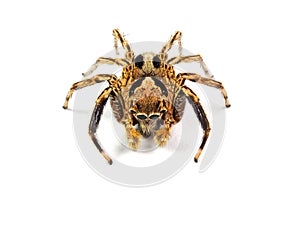 Jumping spider isolated on white background.