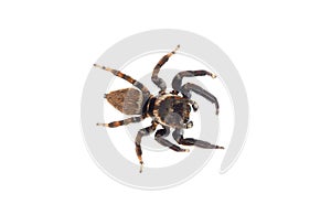 Jumping spider isolated on white background, Evarcha jucunda male
