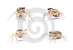 Jumping spider isolated on white background