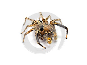 Jumping spider isolated on white background.