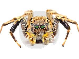 Jumping spider isolated on white background.