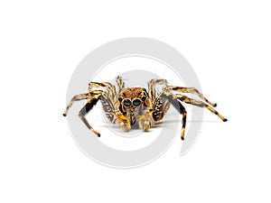 Jumping spider isolated on white background.