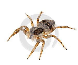 Jumping spider isolated on white background, Menemerus semilimbatus