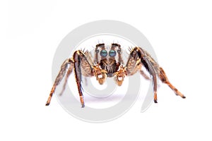 Jumping spider isolated on white background