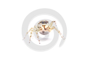 Jumping spider isolated on white background