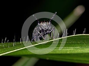 Jumping spider