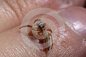 Jumping Spider