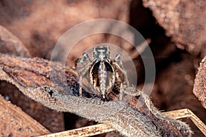 Jumping spider