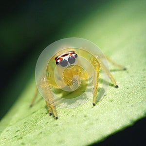 Jumping spider