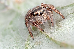 Jumping spider and the leaf
